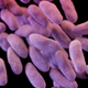 Image: Centers for Disease Control and Prevention